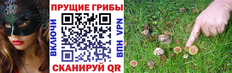 kraken tor  Киров  Галлюциногенные грибы MAGIC MUSHROOMS 